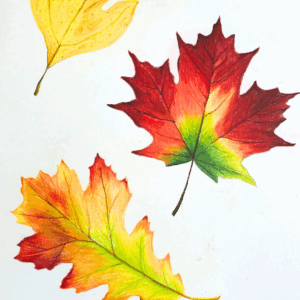 Fall Inspired Beginning Colored Pencil Workshop