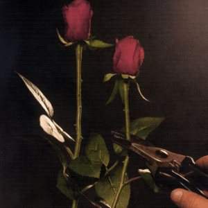 Pre-College: Foundations of Photoshop for Photography Grades 9-12