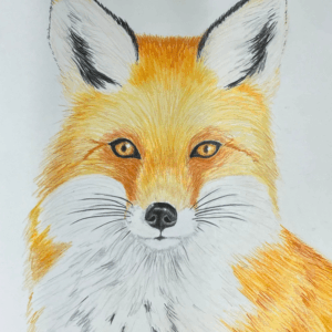 Winter Animal Inspired Colored Pencil Workshop